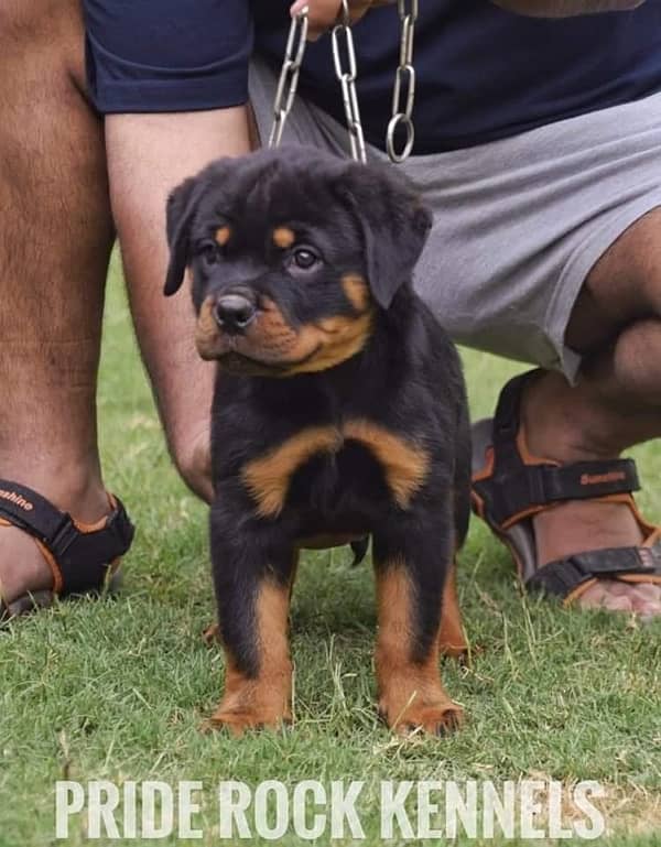 Rottweiler pedigree microchipped puppies available for sale 3