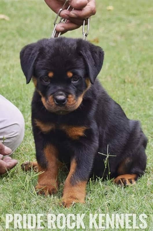 Rottweiler pedigree microchipped puppies available for sale 4