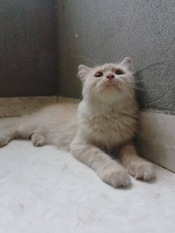 Persian female cat 1