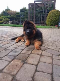 German shepherd pink pedigree with microchipped puppy available