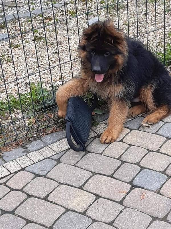 German shepherd pink pedigree with microchipped puppy available 1