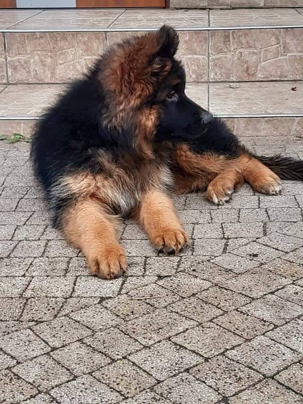 German shepherd pink pedigree with microchipped puppy available 2