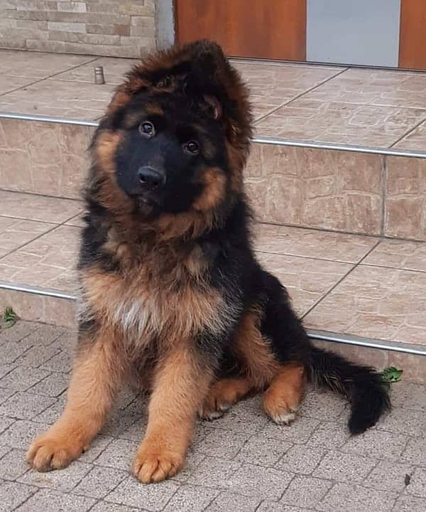 German shepherd pink pedigree with microchipped puppy available 3