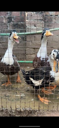 Desi Ducks