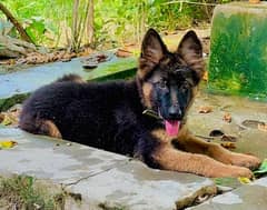 Gsd double coat 4 month age