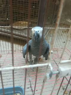 african grey healthy and active parrot for sale my 0335/40/66/164