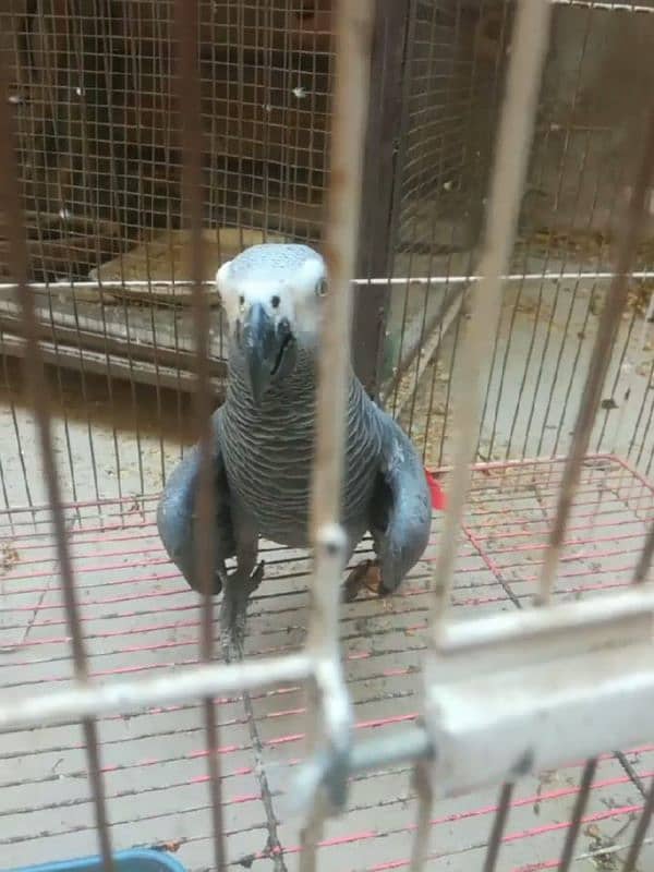 african grey healthy and active parrot for sale my 0335/40/66/164 1