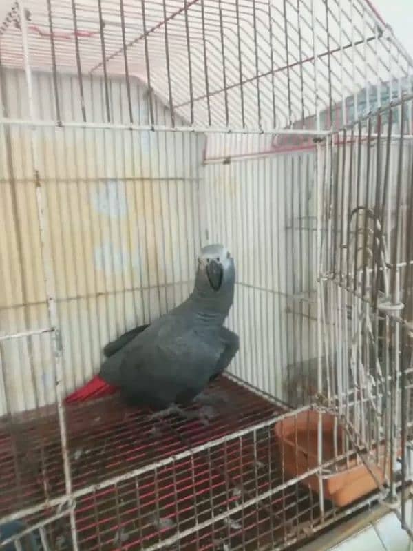 african grey healthy and active parrot for sale my 0335/40/66/164 2