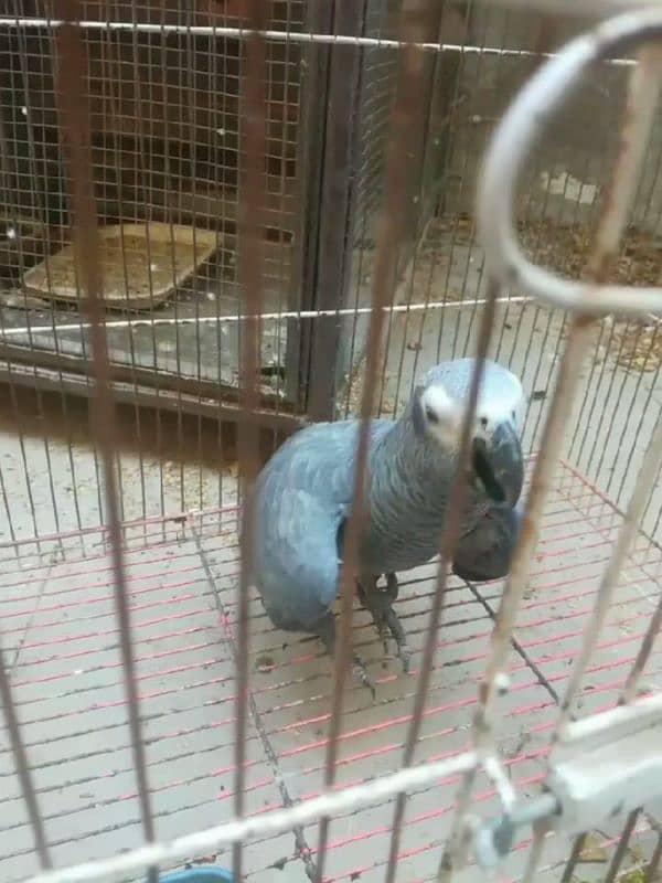 african grey healthy and active parrot for sale my 0335/40/66/164 3