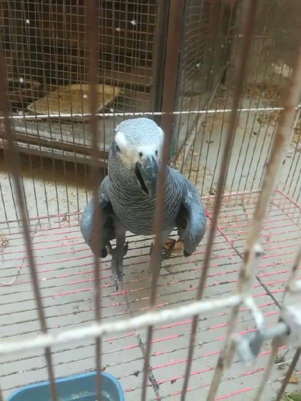 african grey healthy and active parrot for sale my 0335/40/66/164 4