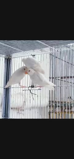 albino red eye for sale pair