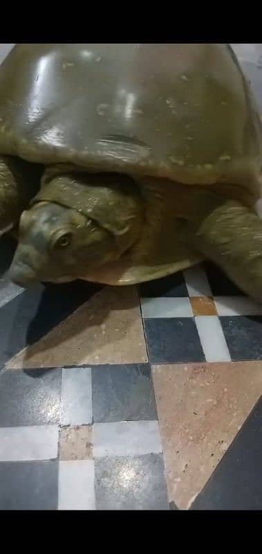 A big size turtle for sell 1