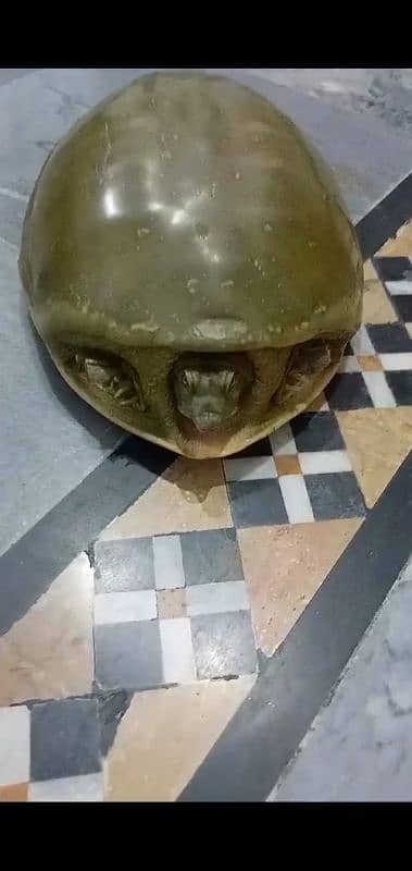 A big size turtle for sell 2