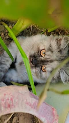 Persian Grey White kitten