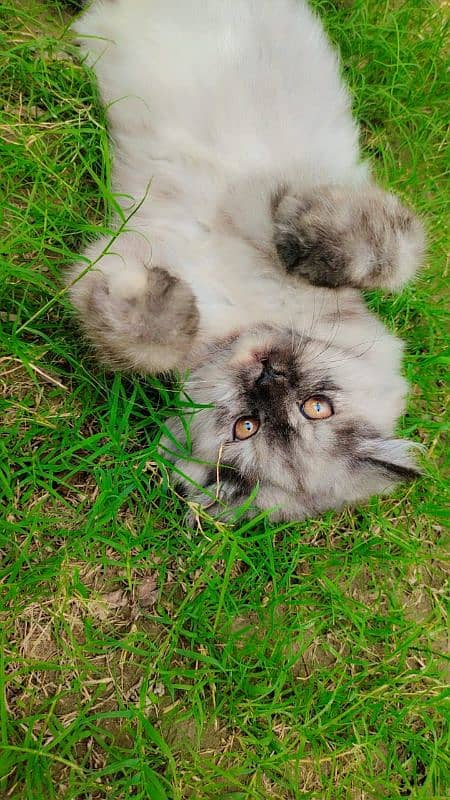 Persian Grey White kitten 1