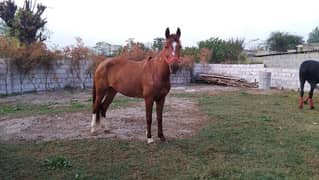 mixbred mare