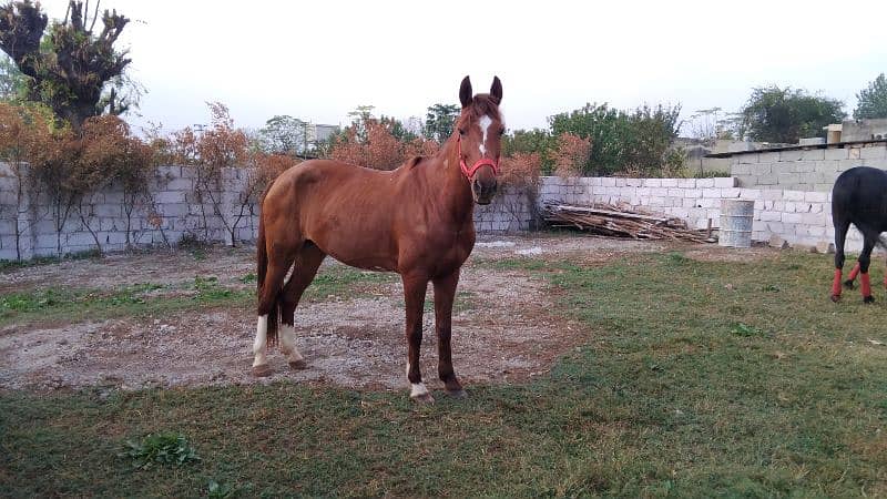 mixbred mare 0