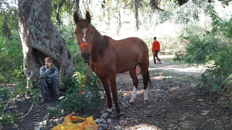 mixbred mare 1