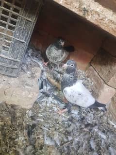 parwazi pigeons