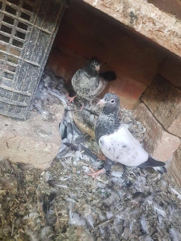 parwazi pigeons 0