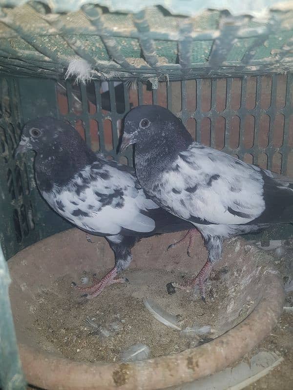 parwazi pigeons 1