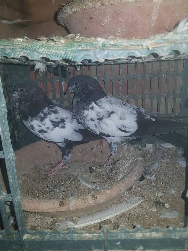 parwazi pigeons 4