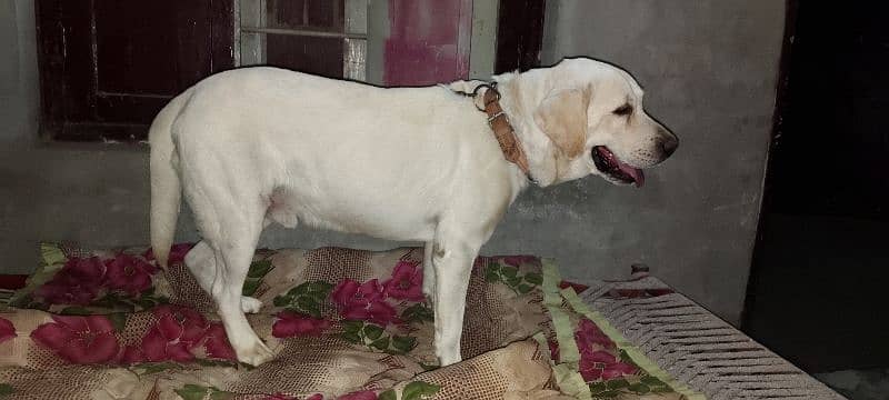 Labrador dog for sale exchange german shapherd 0