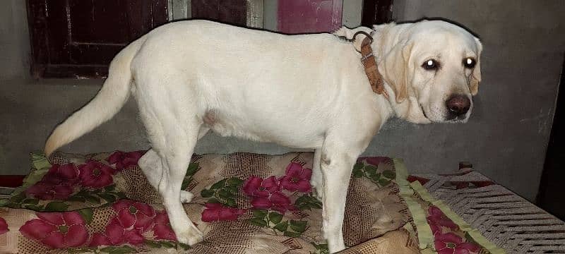 Labrador dog for sale exchange german shapherd 2