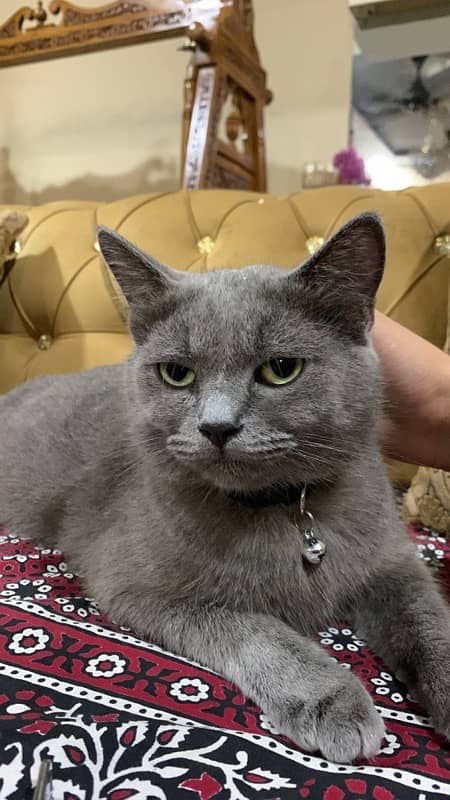 british shorthair 1