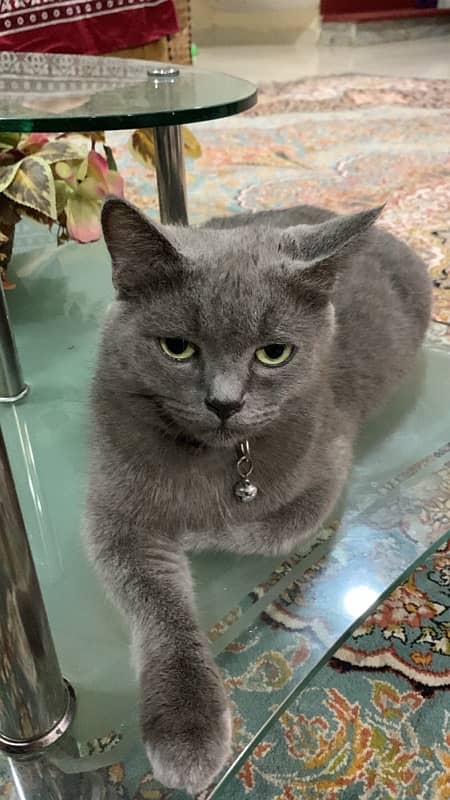 british shorthair 2