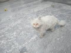 White Persian Cat