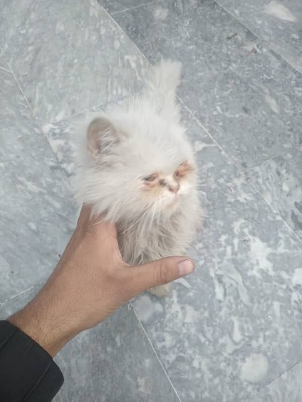 White Persian Cat 1