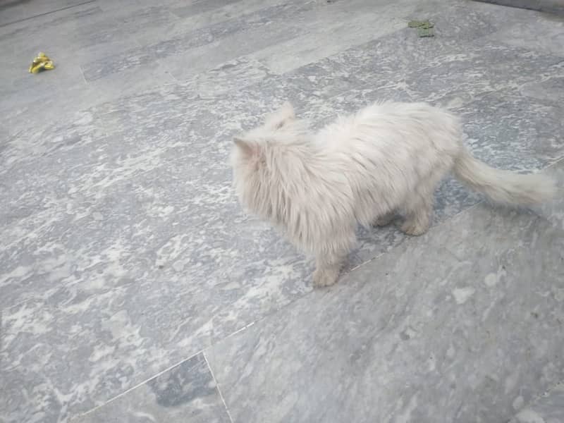 White Persian Cat 4