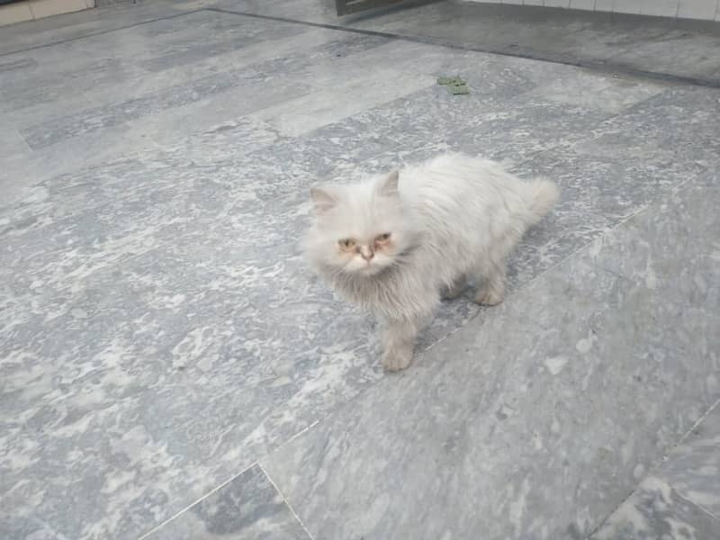 White Persian Cat 5