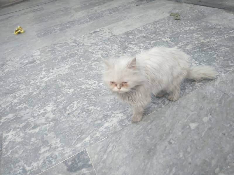 White Persian Cat 6