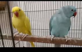 Semi tame Blue and yellow pair