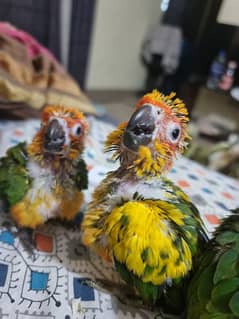 quality sun conure chicks