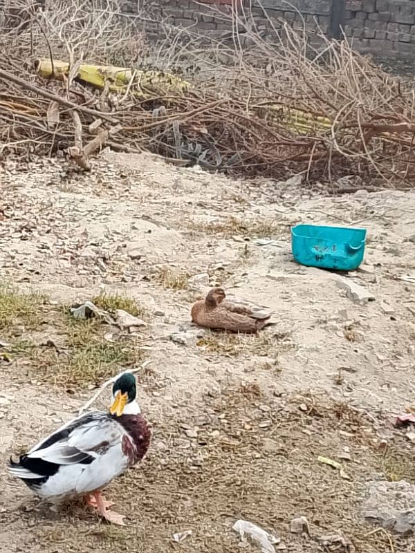 DUCKS FOR SALE 3