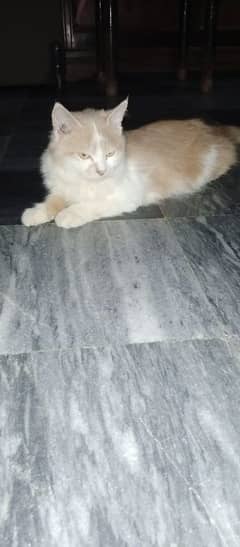 Female | Tripple Coat | Persian | Cat &kitten