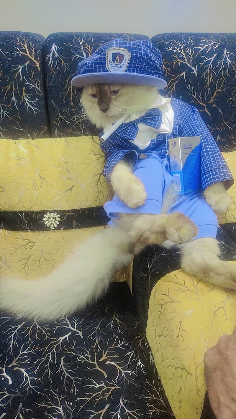 Beautiful Rag Doll Male Cat Blue Eyes 11