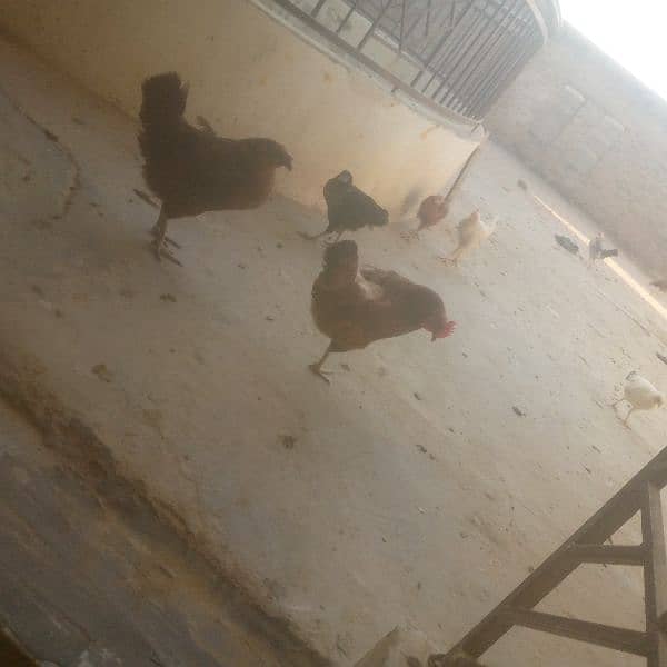 4hen full total 30 aur 20pathia 4.2month old aur 6chick 3month old 4