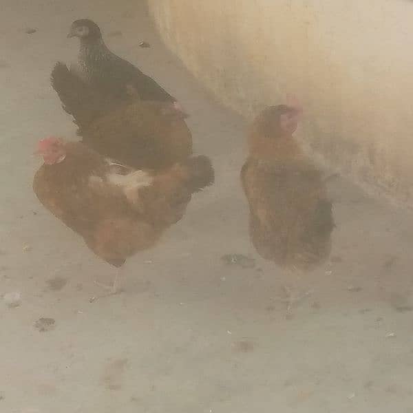 4hen full total 30 aur 20pathia 4.2month old aur 6chick 3month old 5