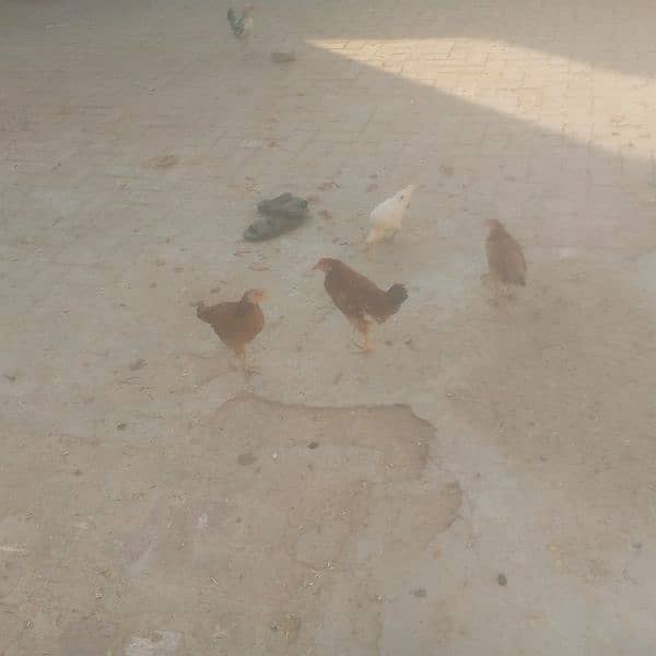 4hen full total 30 aur 20pathia 4.2month old aur 6chick 3month old 6