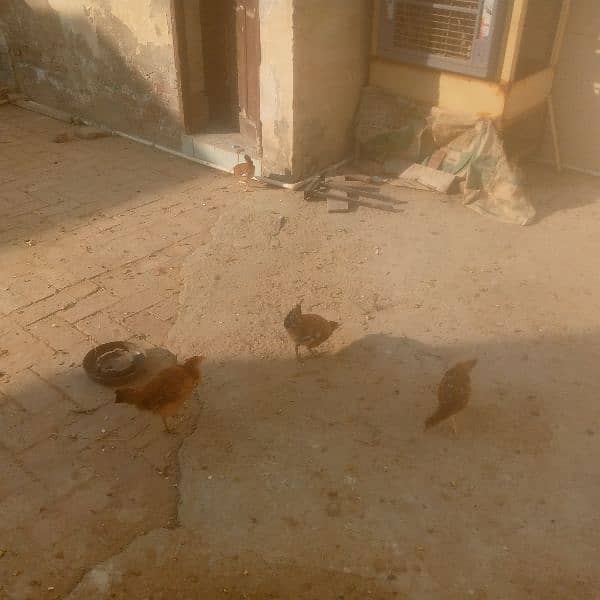 4hen full total 30 aur 20pathia 4.2month old aur 6chick 3month old 7