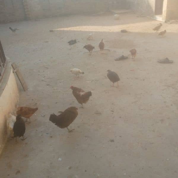 4hen full total 30 aur 20pathia 4.2month old aur 6chick 3month old 9