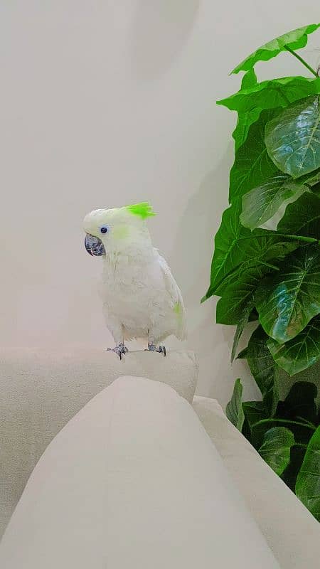 Hybrid Cockatoo 0