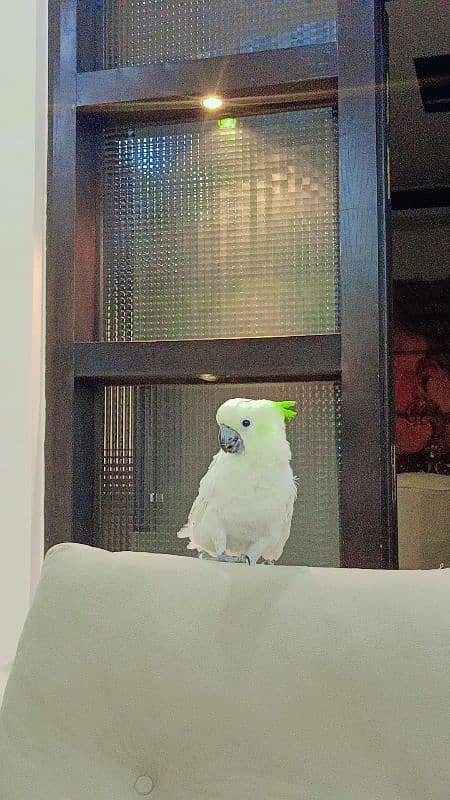 Hybrid Cockatoo 1