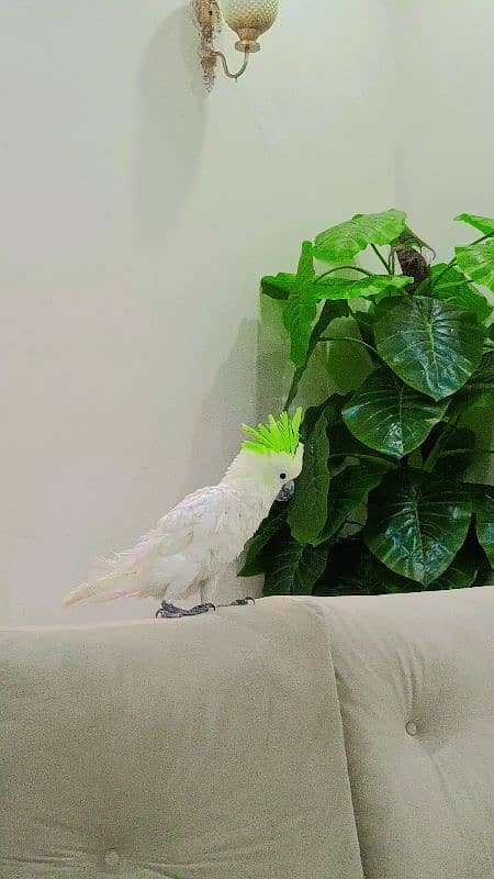 Hybrid Cockatoo 2