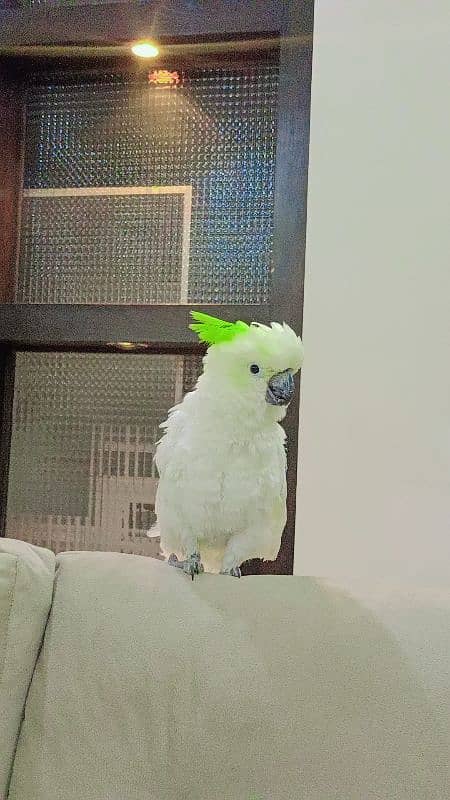 Hybrid Cockatoo 3