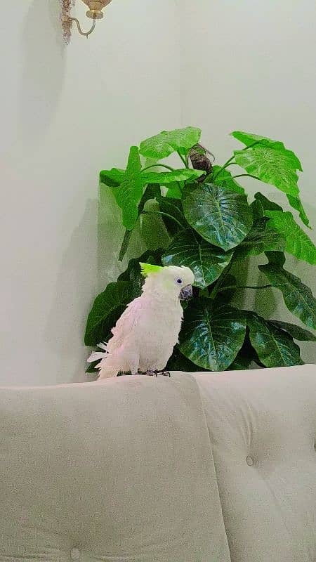 Hybrid Cockatoo 4